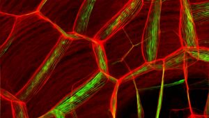 An image-processing tool developed at Caltech's Center for Data-Driven Discovery