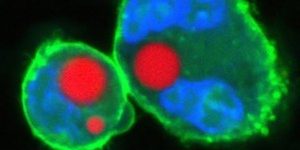 Cells injected with lasers. (Images via Matjaž Humar and Seok Hyun Yun)
