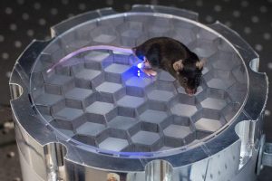 The mouse's body transmits energy to the implantable device. (Image via Stanford University/ Austin Yee)