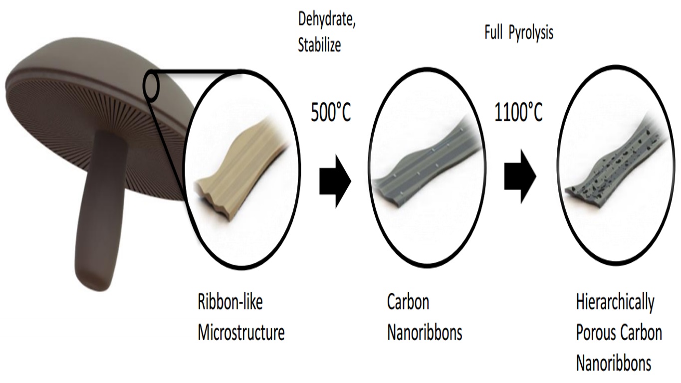 Diagram showing how mushrooms are turned into a material for battery anodes. (Image via UC Riverside)
