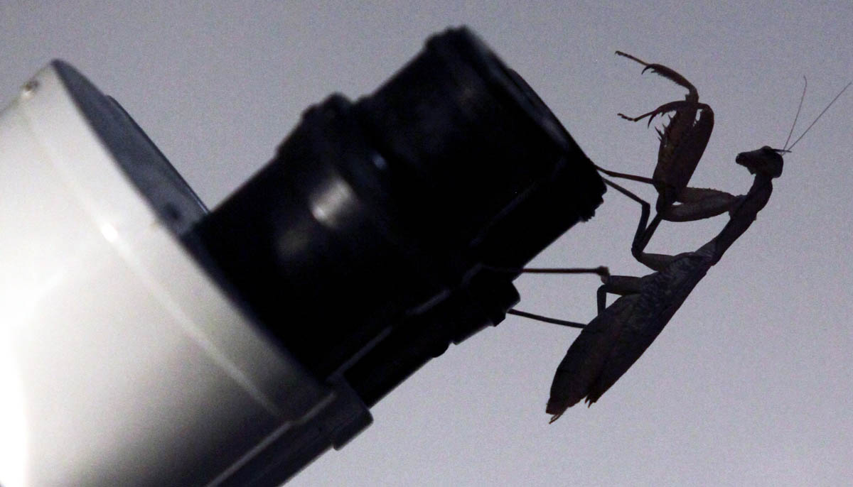 Newcastle University research into 3D vision in praying mantises by Dr. Vivek Nityananda. Pic: Mike Urwin. 151015