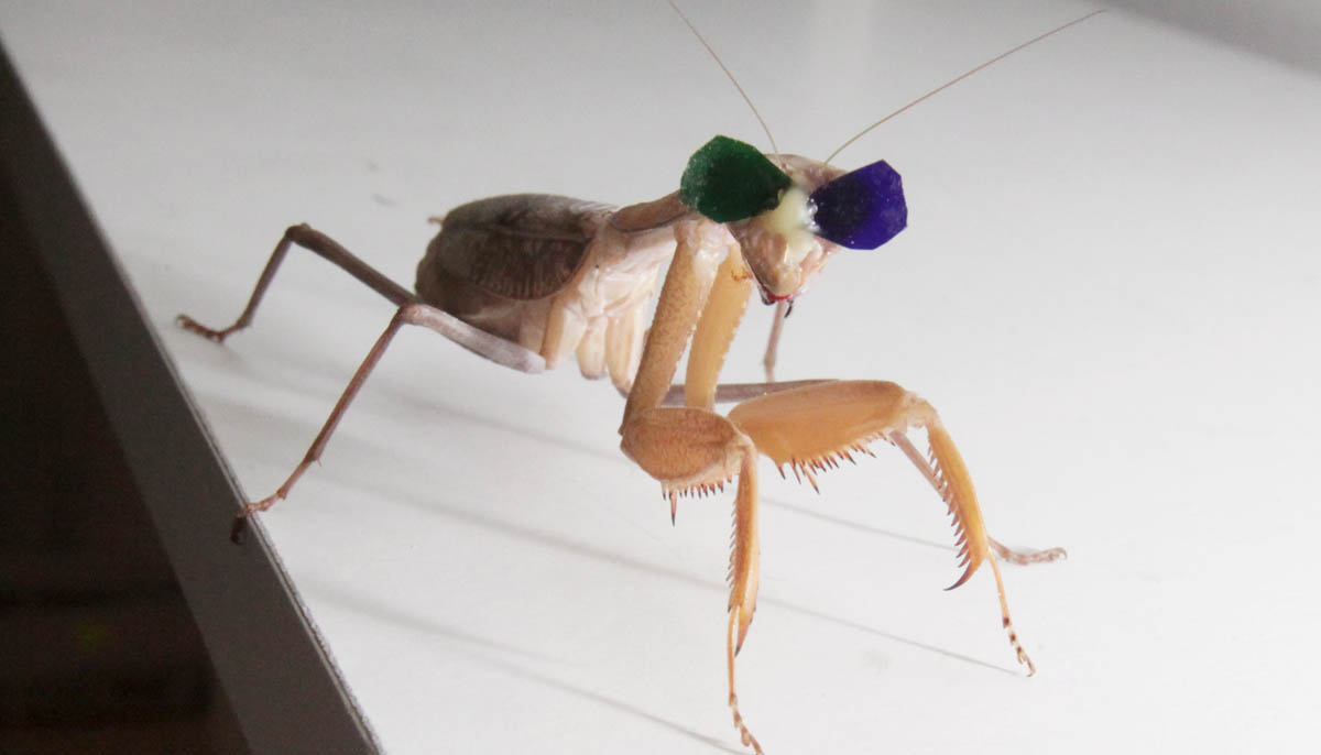 Newcastle University researches 3D vision in praying mantises. (Image via Newcastle University/ Mike Urwin)
