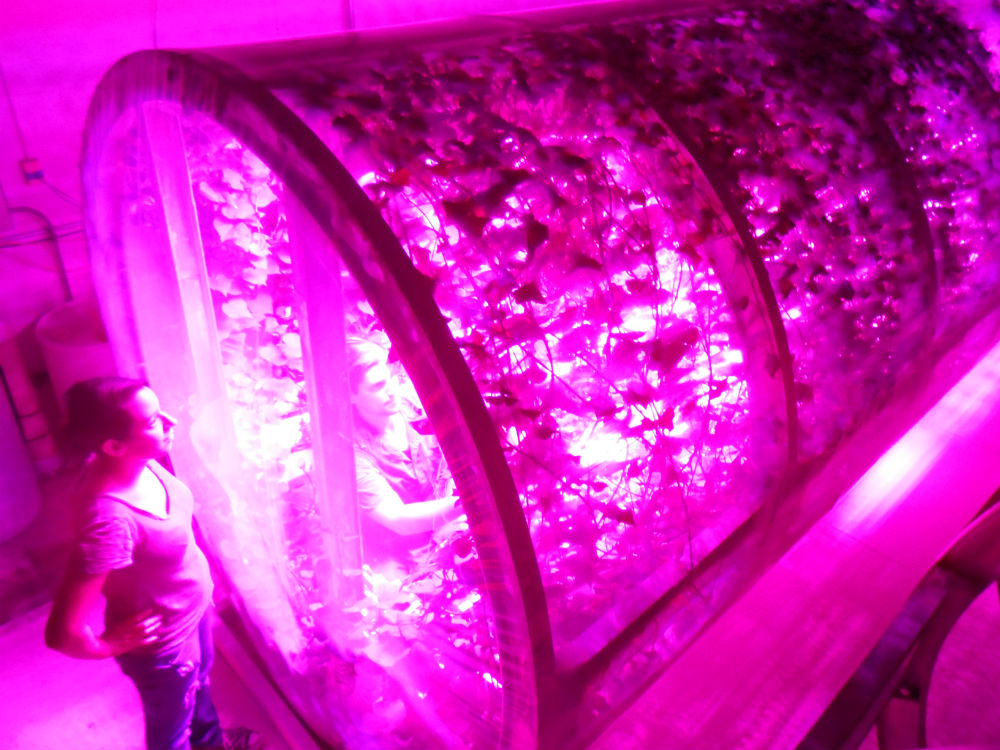 Lunar Greenhouse developed to test LEDs for plant growth in space. (Image Credit: Phillips)