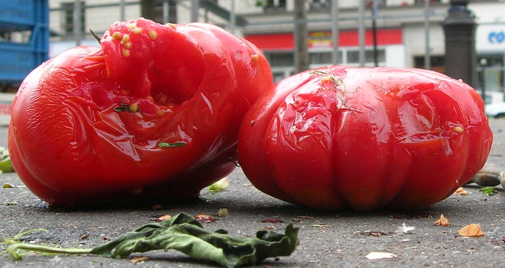 Rotting Tomatoes. (Image Credit: JohnnyMrNinja)