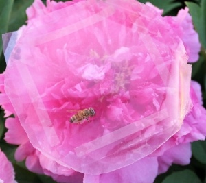 The team's transparent smart skin can detect a bee landing on it. (Image Credit: American Chemical Society)