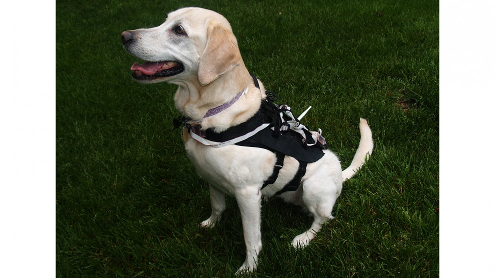 Computers training dogs. (Image via NC State University)