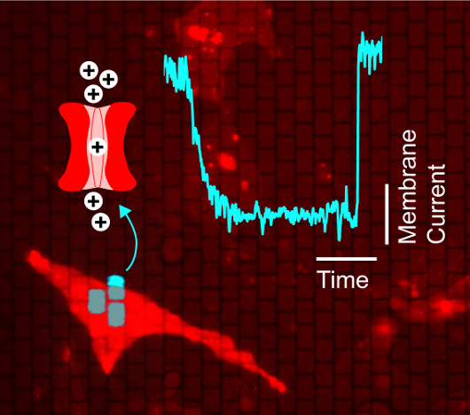 Miniature version of the OLED displays found in modern smartphones to illuminate individual live cells. (Image via University of St. Andrews)