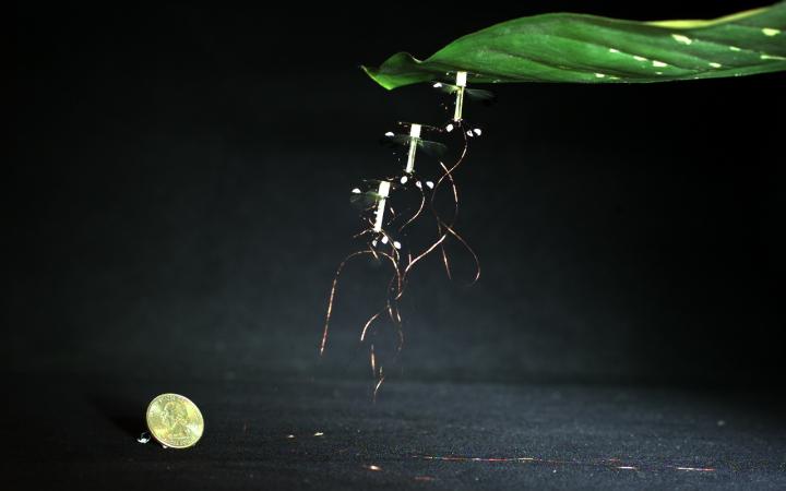 Perching RoboBee. (Image Credit: Harvard Microrobotics Lab/Harvard University)
