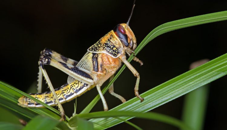 Using a locust's sense of smell to develop new biorobotic sensing devices. (Image via University of Washington St. Louis)