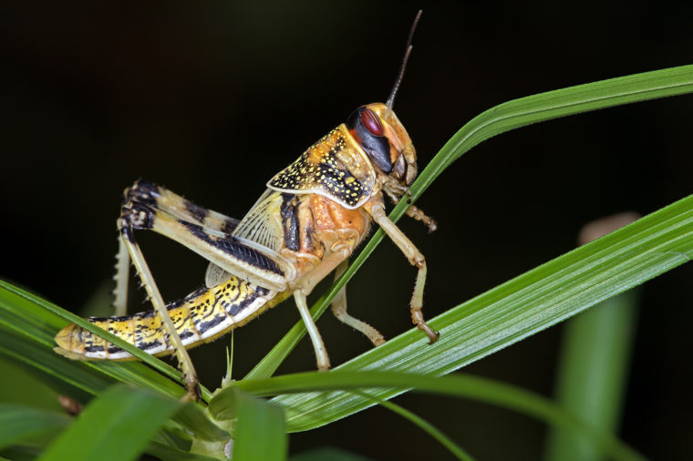 Using a locust's sense of smell to develop new biorobotic sensing devices. (Image via University of Washington St. Louis)