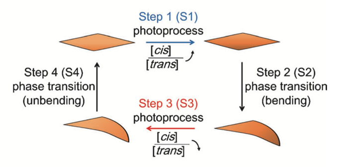 Schematic illustration of each step of the self-oscillatory motion. (Ikegami T. et. al., Angewandte Chemie International Edition, May 19, 2016) Credit: Hokkaido University