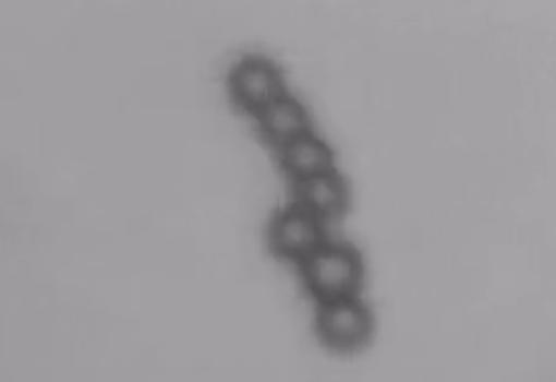The Microswimmers as a chain. (Image Credit: Drexel University)