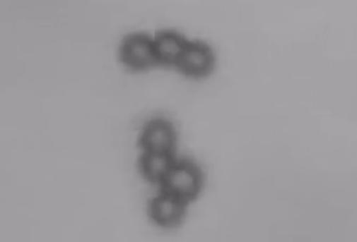 The Microswimmers break apart. (Image Credit: Drexel University)