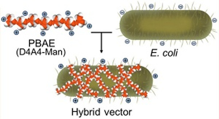 The core of the transport capsule is harmless E. coli. A synthetic polymer — poly (beta amino ester), or PBAE — wraps around the bacteria. The positive-charged polymer, combined with the negative-charged bacteria cell wall, create a hybrid capsule. Credit: University at Buffalo.