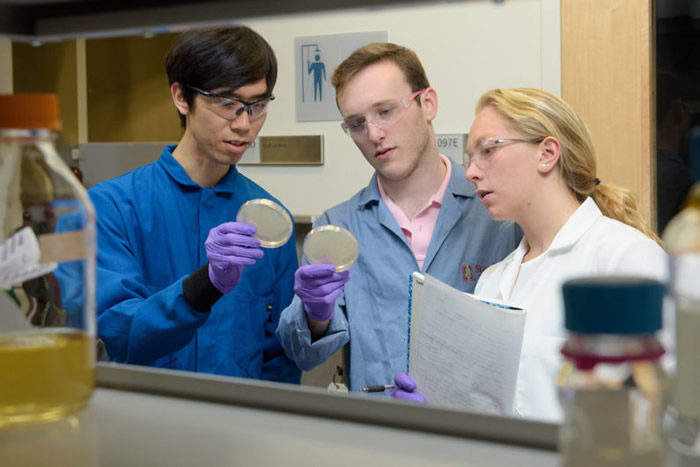 Christian Choe, left, Zach Rosenthal and Maria Filsinger Interrante, aka Team Lyseia, strategize about upcoming experiments to test their new antibiotics. Credit: L.A. Cicero