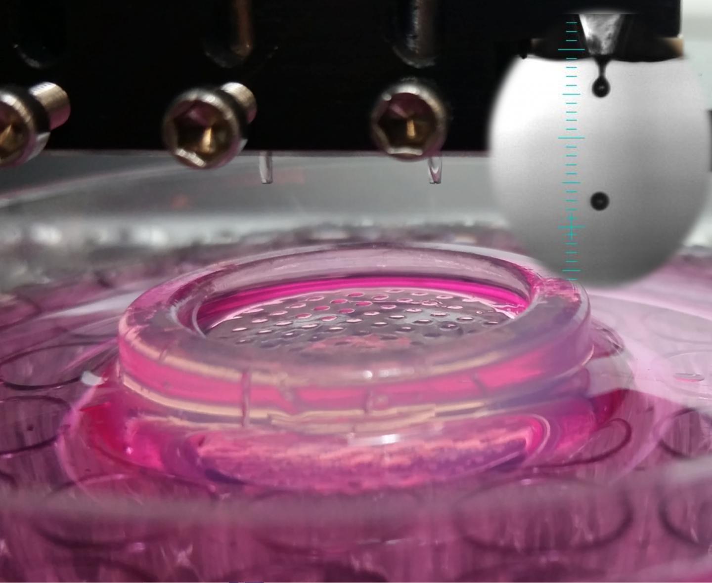 This photograph shows high throughput bioprinting of cells into microwells. (Image Credit: Ozbolat Lab at Penn State)