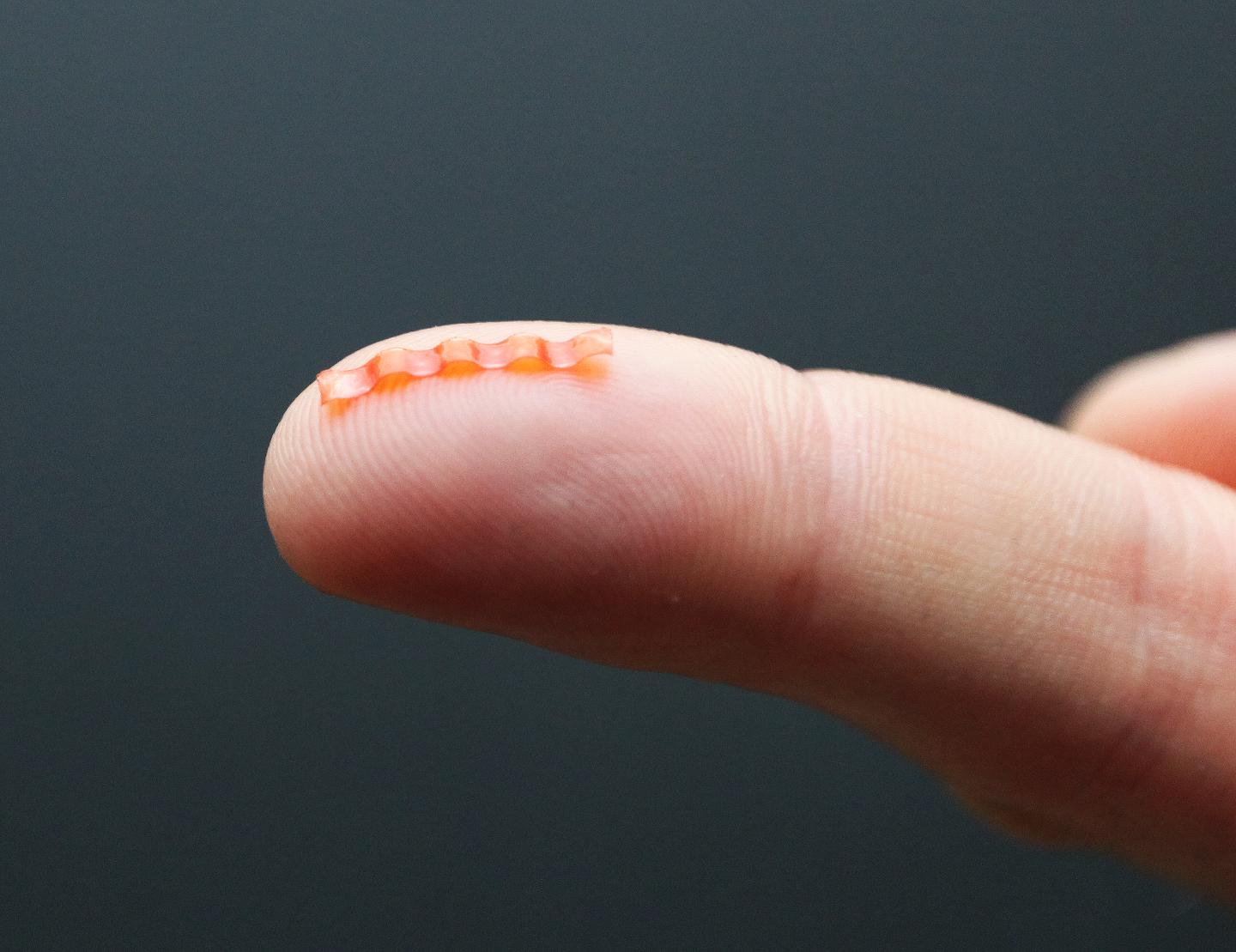 Caterpillar micro-robot sitting on a finger tip. (Image Credit: FUW)