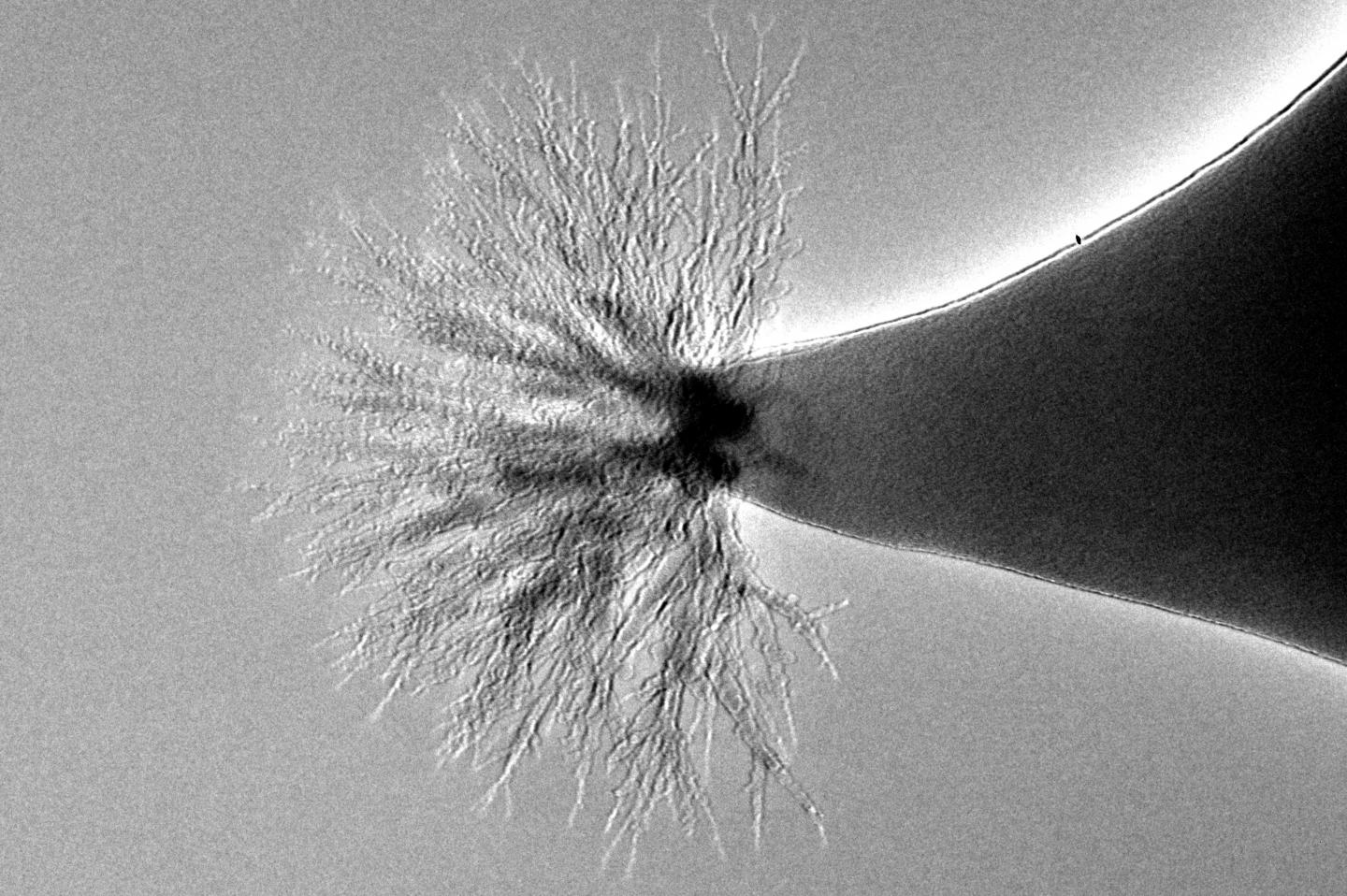 The tree-like formations in this molten salt formed under the high-radiation of a transmission electron microscope beam; the jet of ions from the material could serve as a thruster for a nanosatellite. (Image Credit: Michigan Tech/ Kurt Terhune)