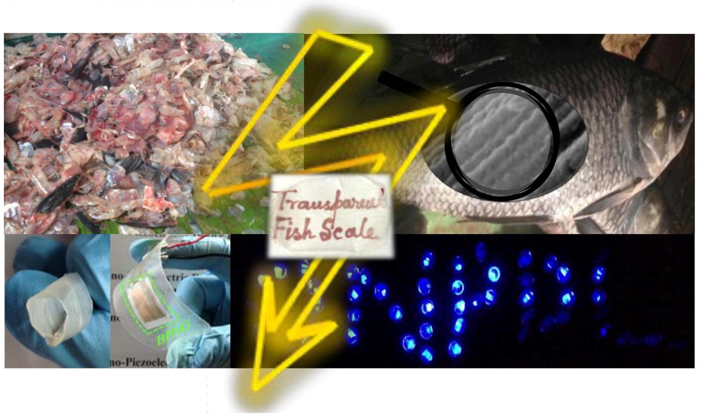 Waste fish scales (upper left corner) are used to fabricate flexible nanogenerator (lower left) that power up more than 50 blue LEDs (lower right). An enlarged microscopic view of a fish scale shows the well-aligned collagen fibrils (upper right). The possibility of making a fish scale transparent (middle) and rollable (extreme left lower corner) is also illustrated. (Image Credit: Sujoy Kuman Ghosh and Dipankar Mandal/Jadavpur University)