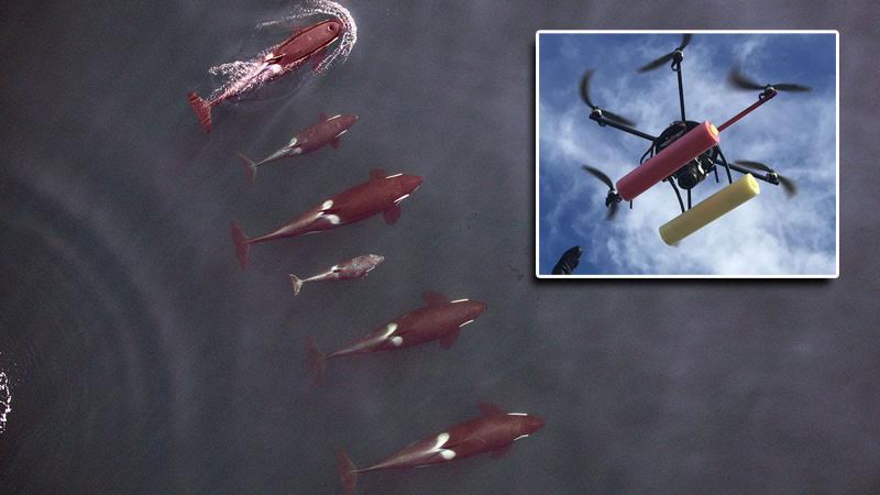 A six-bladed hexacopter flies over a pod of killer whales and gathers data on their health status and whether they are bearing young. (Image Credit: NOAA/Vancouver Aquarium)
