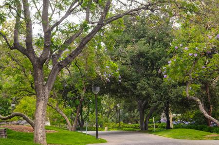 San Pasqual Walk on the Caltech Campus. (Image Credit: Caltech)