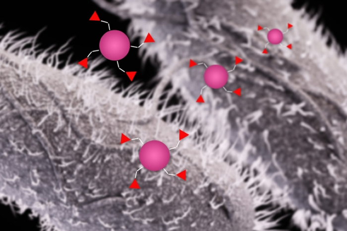 Immunization strategy could prevent gastrointestinal disease.