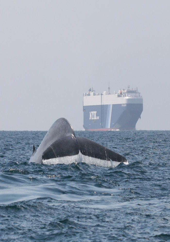 Ecologists have a whale of a time with satellite tracking tool