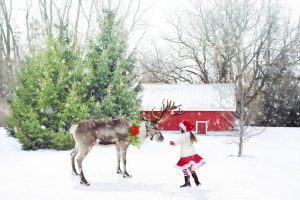 reindeerimage2ee