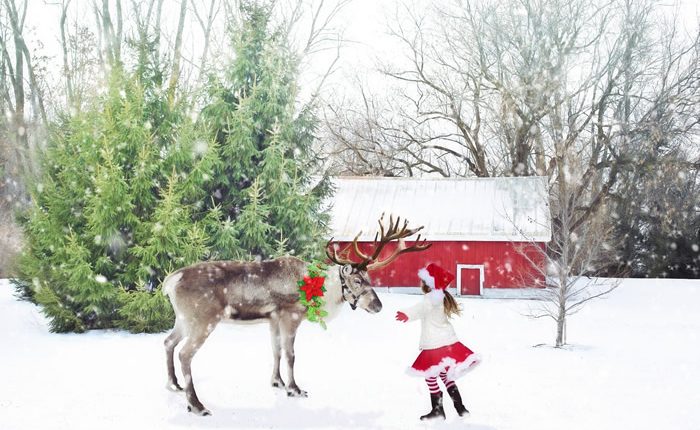 reindeerimage2ee