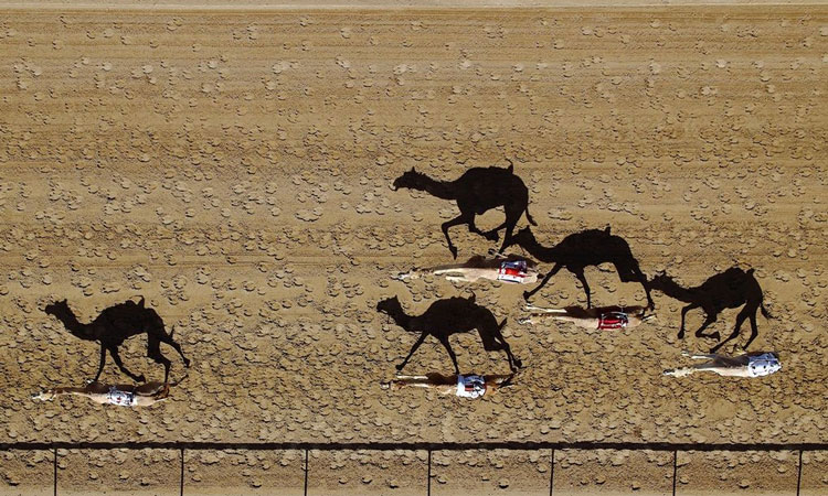camel_race
