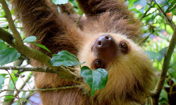 Follow that sloth: The Tarzan farming robot
