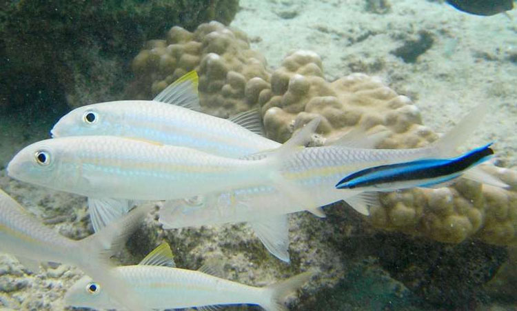 wild_fish