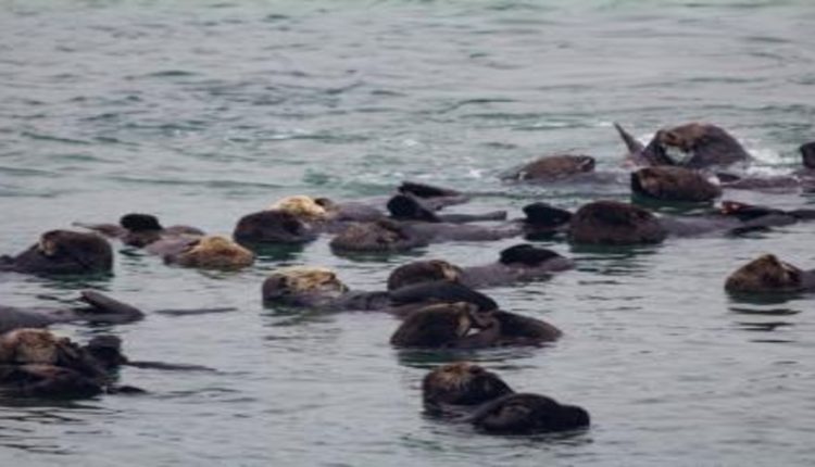 Sea Otters Large
