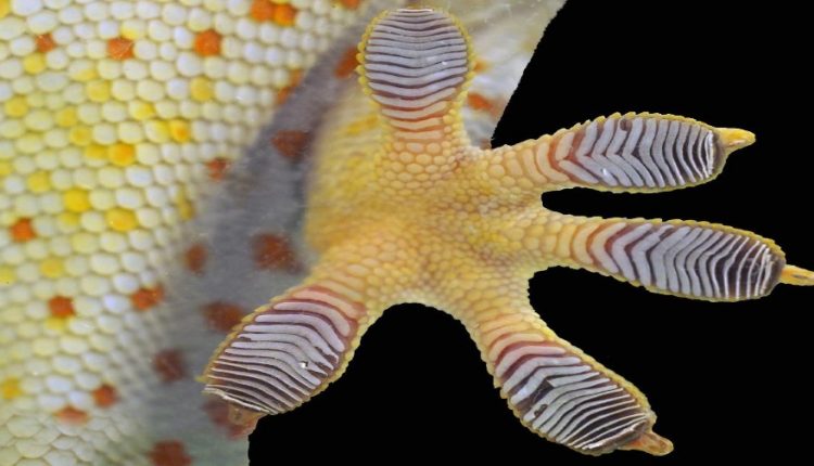 Gecko toe pads large