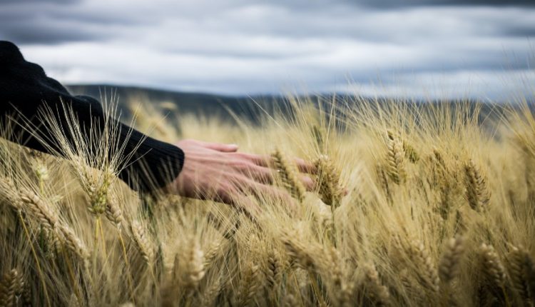 Wheat field large