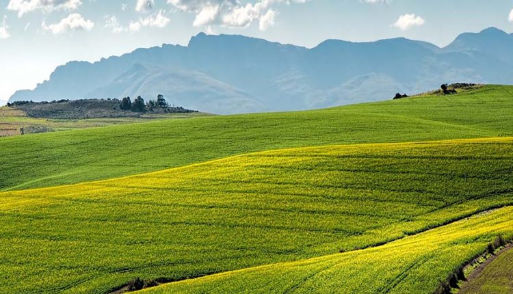 canola-fields-1911392_1920