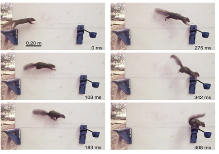 Understanding the split-second decisions squirrels make as they jump from tree branch to tree branch will help scientists develop more agile robots Credit: UC Berkeley