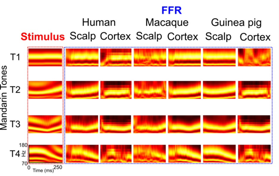 THE SOUND PROFILES OF MANDARIN TONES (T1-4) ELICIT SIMILAR FREQUENCY-FOLLOWING RESPONSES IN HUMANS (LEFT), MACAQUES (MIDDLE) AND GUINEA PIGS (RIGHT) BOTH AT THE SCALP AND THE AUDITORY CORTEX - CREDIT: NIKE GNANATEJA GURINDAPALLI