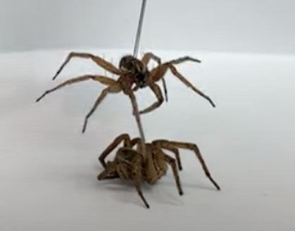 Necrobiotic spiders, a smart loo, and a repetitive words study — all win 2023 Ig Nobel prizes