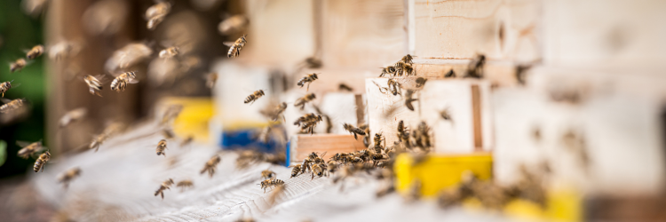 EEDI-robot-bee-hives
