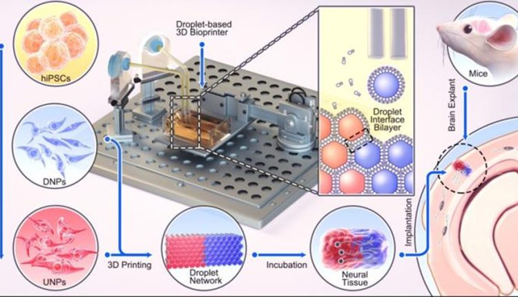 3D printing brain cells