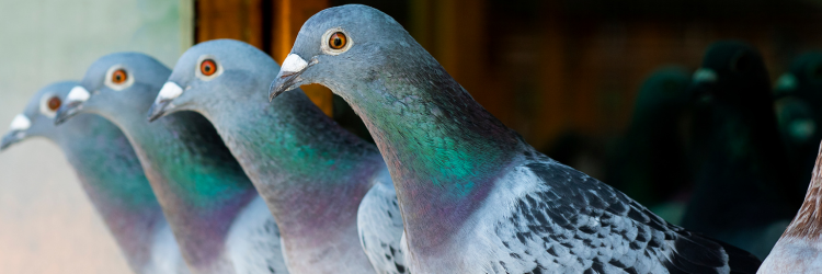 EEDI-pigeons and ai problem solve similarly