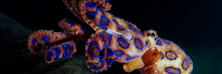 EEDI – blue-ringed octopus cloaking signaling device