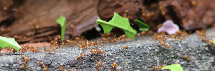 EEDI – leafcutter ants give insight into sustainable biofuels