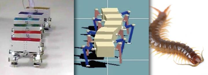 What makes centipedes move with such agility? Researchers at Kyoto University have used simulations and robotics to find the answer -- and a surprising truth. (Image Credit: Kyoto University)