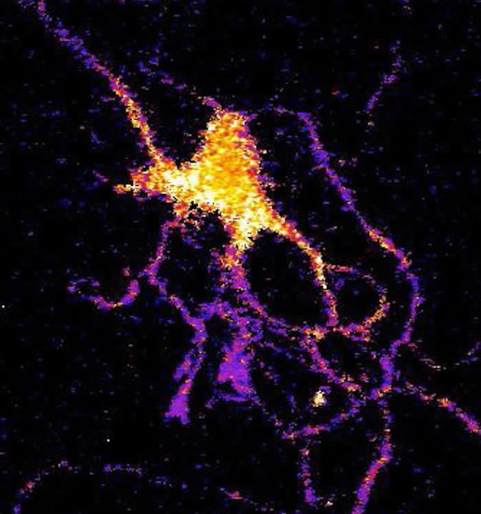 Individual neuron glowing with bioluminescent light produced by a new genetically engineered sensor.