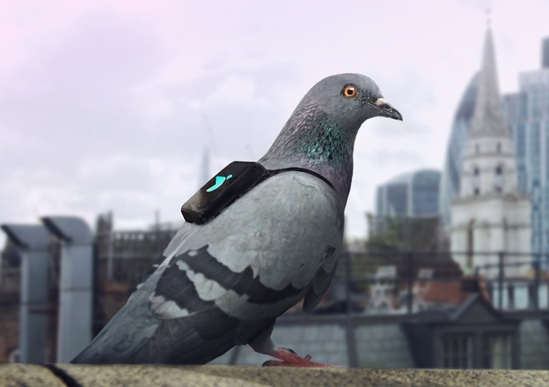 Pigeon Air Patrol. (Image via Twitter)
