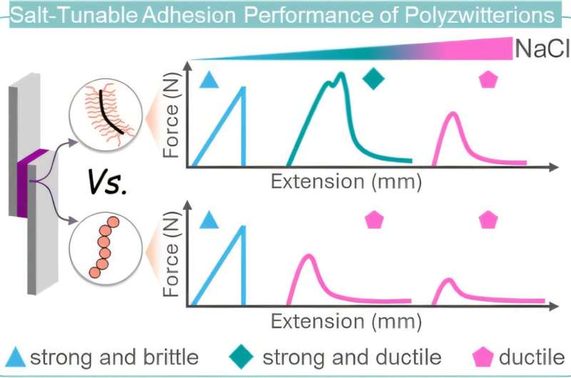 Graphical abstract. Credit: Journal of the American Chemical Society (2024). DOI: 10.1021/jacs.4c06877 Researchers pioneer new adhesive polymer technology using a secret ingredient found on your kitchen table