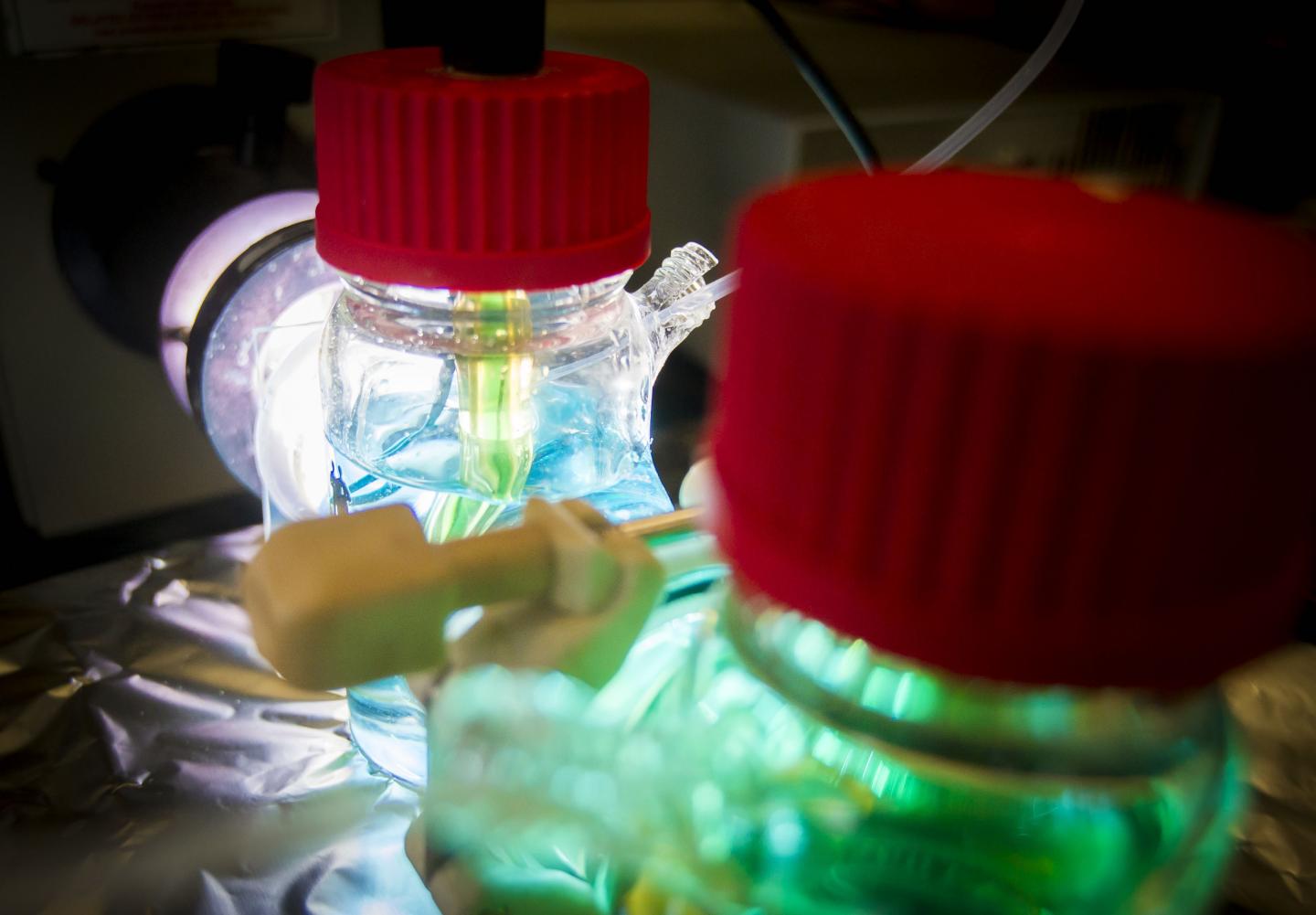 The UT Arlington team developed a new solar cell that is more efficient and can store solar energy even at night. (Image: UT Arlington)